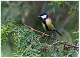 Sikora bogatka | Great tit