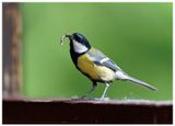 Sikora bogatka | Great tit