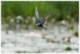 Rybitwa czarna | Black tern