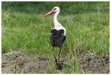 Bocian biały | White stork