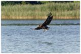 Orzeł Bielik | White-tailed Eagle