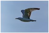 Mewa białogłowa | Caspian gull