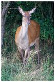 RYPI_30072024_012.jpg