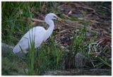 Czapla biała | Great Egret