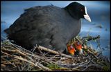Coot with newborns - Malm