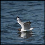Laughing Gull (Skrattms) - Lund