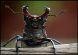 Ekoxe hane (Stag Beetle) - Krkens Oskarshamn