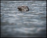 Grey Seal - Ottenby land