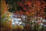 Autumn colors in Bydalen - Jmtland
