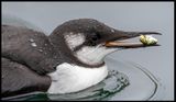 Guillemot (sillgrissla) fishing outside my house in Limhamn