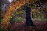 Beech tree - Scania