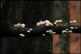 Funnel Mushrooms in tree (trattskivlingar) - Brringe Scania