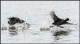 Eurasian Coot fighting (Sothns) - Halmstad