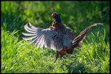Male Pheasant at display - Vellinge