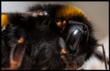 Kvalster p Jordhumla (Mites on a Bumblebee) - land
