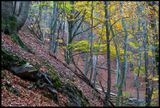Autumn colors - Forsakar