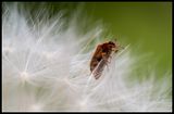 Very small beetle in Dandelion - Albrunna land