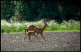 Rdjur med kid (Roe Deer) - Frsn Jmtland