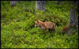 Hunting Red Fox - Arjeplog Lappland