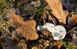 Birth control in the woods