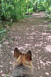 WALK_DOG_3.jpg