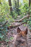 WALK_DOG_5.jpg