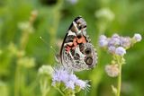 DSC_0381.jpg
