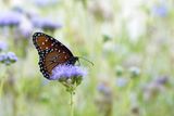 DSC_0523.jpg