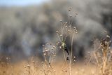 _Z630424.jpg