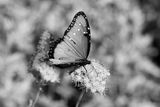 _K332515.JPG