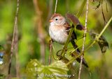 Perched in field