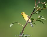 Yellow and green