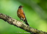 On a limb