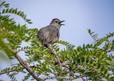 Singing catbird
