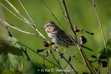Perched sparrow