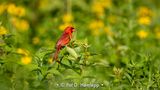 Red, yellow, green