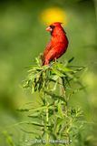 Spot of red