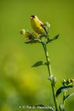 Goldfinch up high