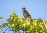 Sparrow and sky