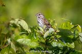 Sparrow in field