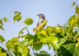 Quiet sparrow