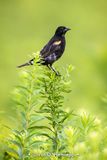Male blackbird