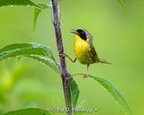 Calling yellowthroat