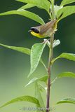 In a plant