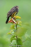 Calling blackbird