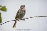 Song Sparrow