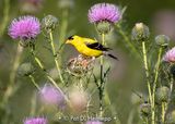 Spot of yellow