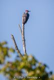 Look out perch