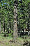 Lightning strike - Utah15 9158