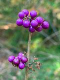 11-03 American Beautyberry berries i4189